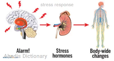 stress response